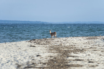 Fototapeta na wymiar Deer on beach