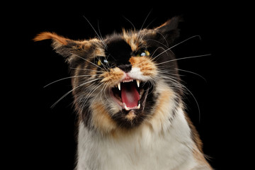 Aggressive Hiss Maine Coon Cat, Looking in Camera Isolated on Black Background
