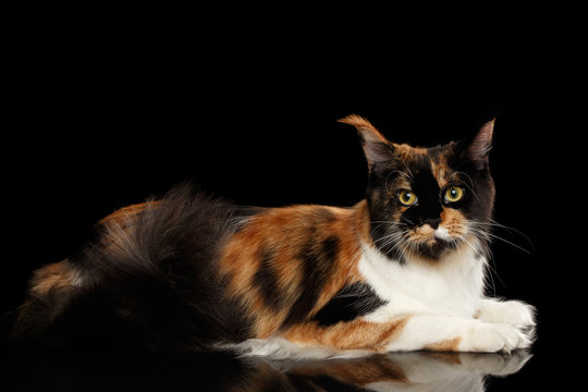 Three Colored Maine Coon Cat Lying on Mirror and Curious Looks at Side Isolated on Black Background