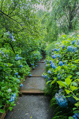 Hydrangea in rain