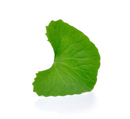 Gotu kola isolated on white background