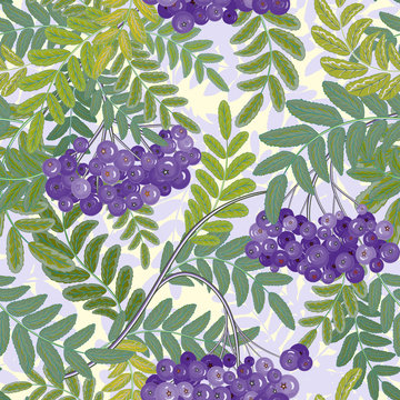 Vector seamless pattern. Rowanberries background.