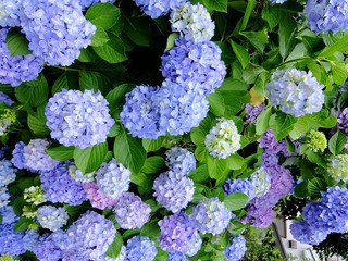 満開の紫陽花
