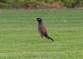 Common myna standing in green grass