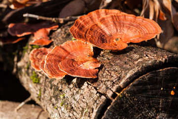 Rust Colored Fungus on Fallen Tree