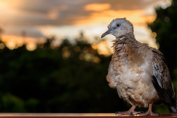 Dove stands on the steel and the sunset
