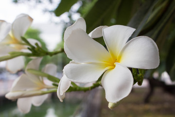 Obraz premium Beautiful white plumeria.Plumeria show to relax.