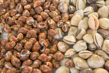 shell