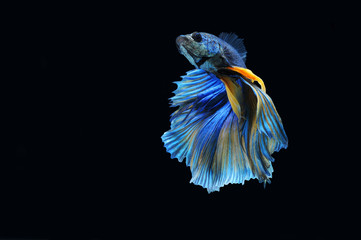 Betta fish (half moon) or Siamese fighting fish on black background