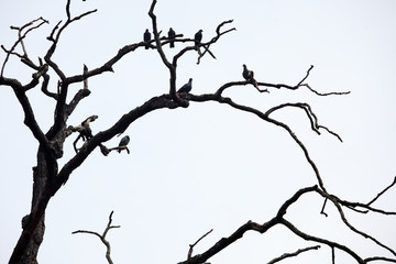 silhouette of birds on dry tree