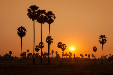 Sugar palm and rice filed during sunset