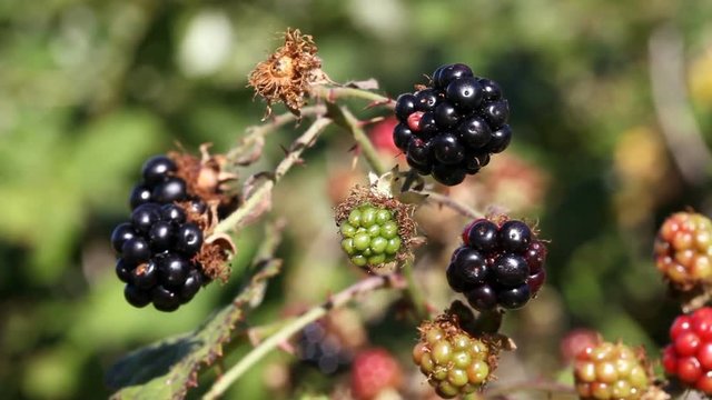 Blackberries On Bush Outdoors Various Stages Of Ripening