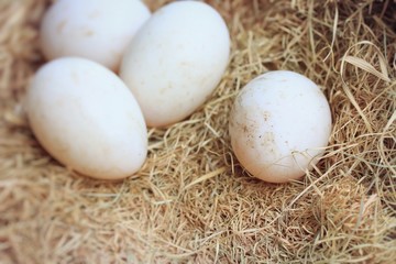 Duck egg
