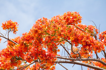 Caesalpinia Pulcherrima with blue sky..