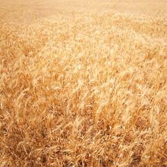 ..Wheat field background. Golden wheat field in sunny day. Rye w