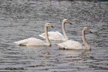 Fototapeta premium The graceful swan