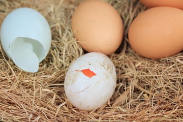 Fresh egg and duck eggs