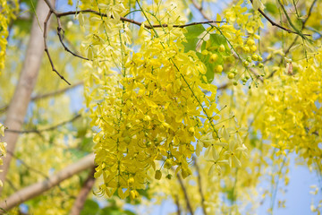 Yellow Flower cassia fistula