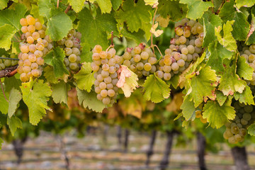 ripe chardonnay grapes in vineyard - obrazy, fototapety, plakaty
