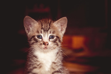 Little Tabby Kitten Retro