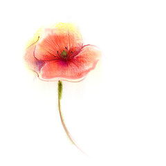 Fototapeta premium Watercolor painting poppy flower. Isolated flower on white background. Pink and red poppy flower painting. Hand painted watercolor floral, flower background.