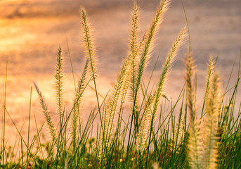 Fototapeta premium Poaceae