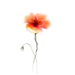 Fototapeta premium Watercolor painting poppy flower. Isolated flower on white background. Pink and red poppy flower painting. Hand painted watercolor floral, flower background.