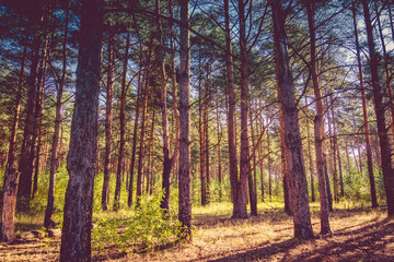 Morning in the Pine Forest Retro