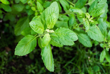 Basil leaf