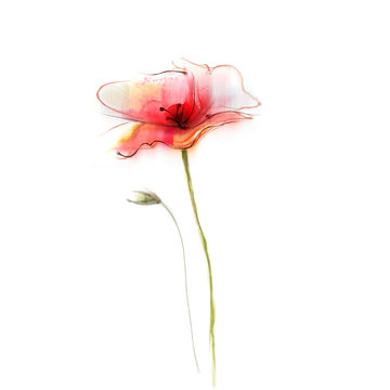 Watercolor painting poppy flower. Isolated flower on white background. Pink and red poppy flower painting. Hand painted watercolor floral, flower background.