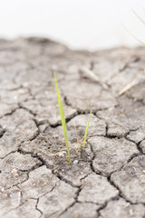 Broken Soil