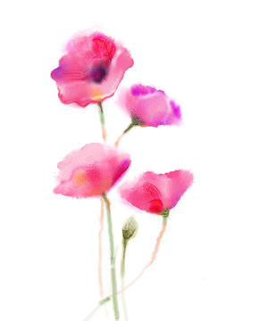 Watercolor painting poppy flower. Isolated flowers on white background. Pink and red poppy flower painting. Hand painted watercolor floral, flower background.
