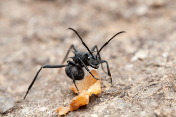 Close up of Black Ant (Polyrhachis armata)