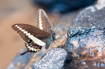 selective focus and close up butterfly eye on bokeh background