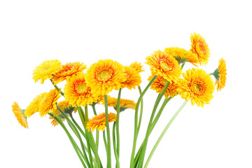 Gerber flowers isolated on white background

