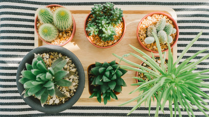 Fototapeta na wymiar Cactus pots in the tray.