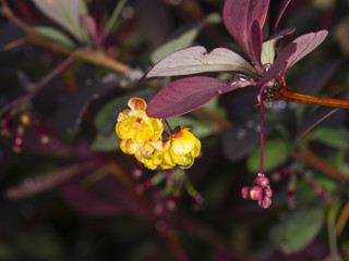 Berberis thunbergii, Japanese Barberry, flower clusters, buds and red leaves with raindrops on dark bokeh background, macro, selective focus, shallow DOF