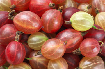 Gooseberries close-up background