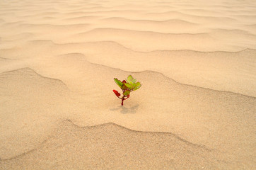 plant in sand