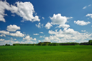 Fototapeta premium Beautiful spring landscape. Field of grass and perfect sky