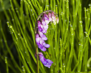 Blue or tufted vetch, vicia cracca, wet flowers on stem in horsetail macro with bokeh background,...