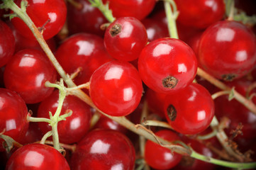 Red currants close-up