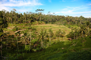 Fototapeta na wymiar rice plantation
