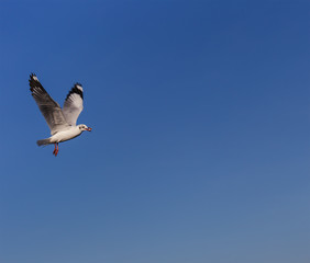 Brown-headed seagulls (Larus brunnicephalus)