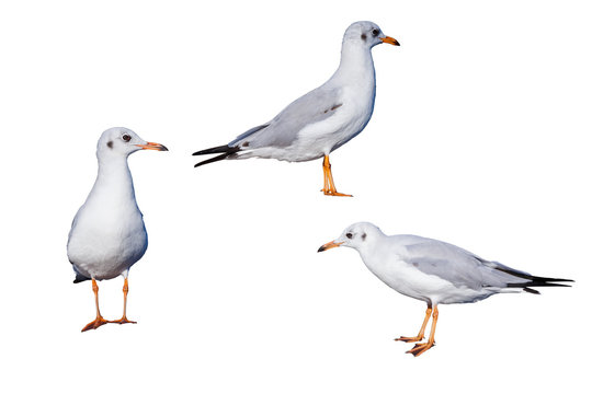 Isolated brown-headed seagulls on white