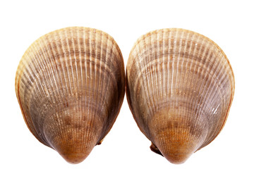 two sea shells of seashell of  mollusk  on white background