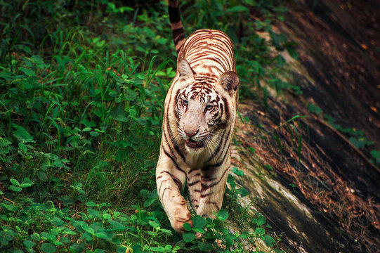 White Tiger Walking in Indian Tiger Reserves. Full body portrait of a tiger.

