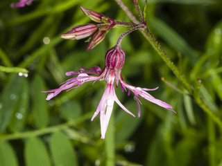 Ragged-Robin, Lychnis flos-cuculi, flower with raindrops detailed macro on bokeh background, selective focus, shallow DOF