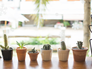 Small cactus pots