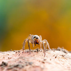 Cute little spider